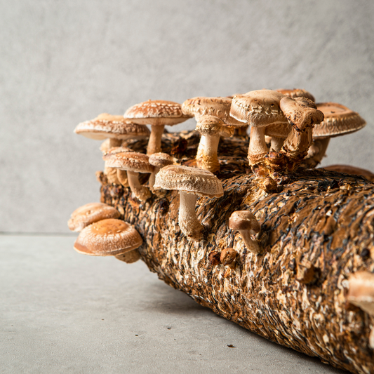 Cogumelo SHIITAKE tem propriedades medicinais