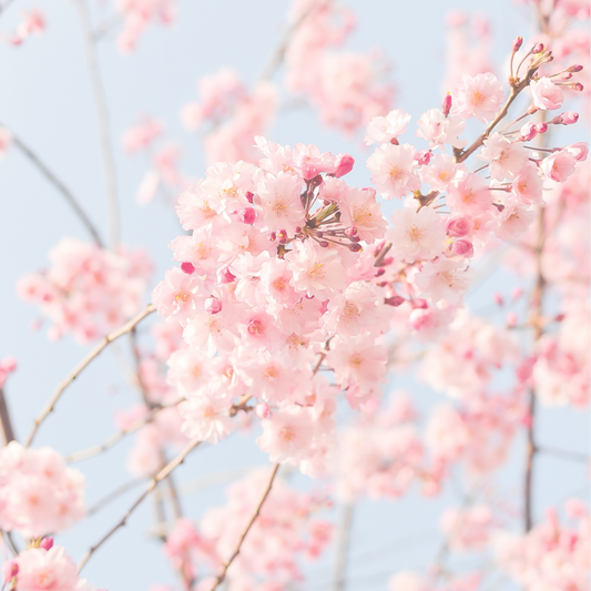 Benefícios da primavera na nossa saúde